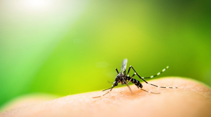 8 Easy Ways to Keep Mosquitos Away From Your Patio Backyard Patios