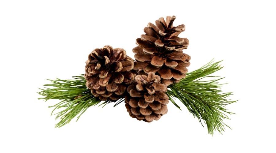 What Smells Will Keep Bears Away? Backyard Patios and Decks