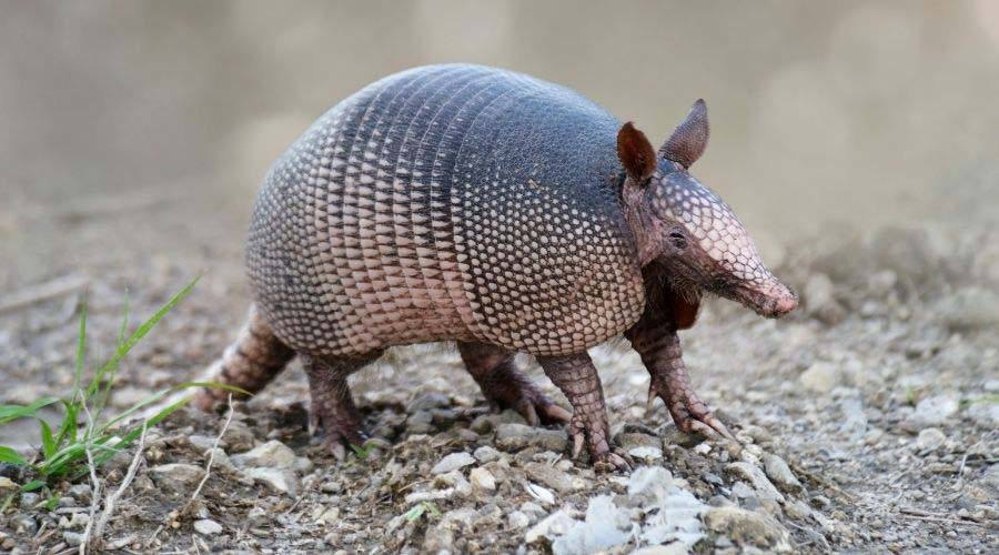 10 Ways to Keep Armadillos Out Your Yard Backyard Patios and Decks