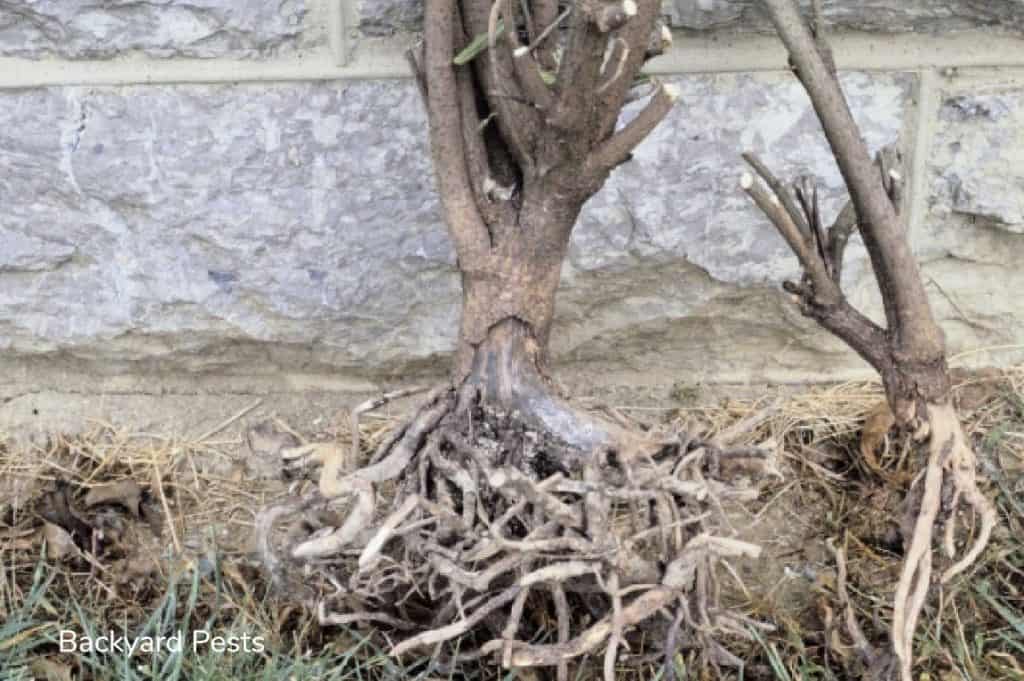 What’s Eating Your Tomato Plants at Night? How to Find Out