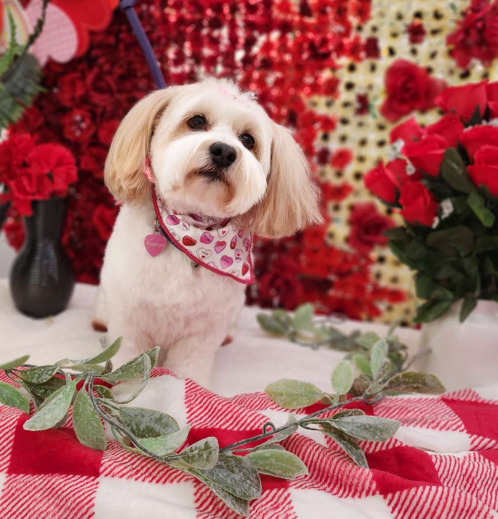 Photo Gallery Backyard Pet Services