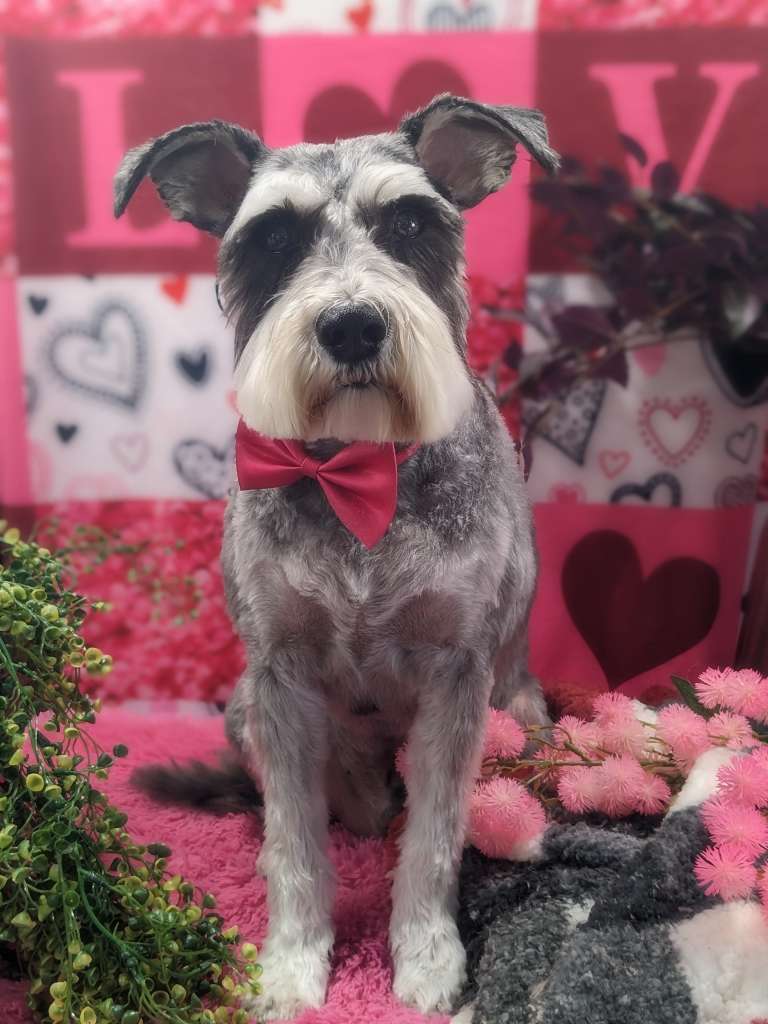 Photo Gallery Backyard Pet Services