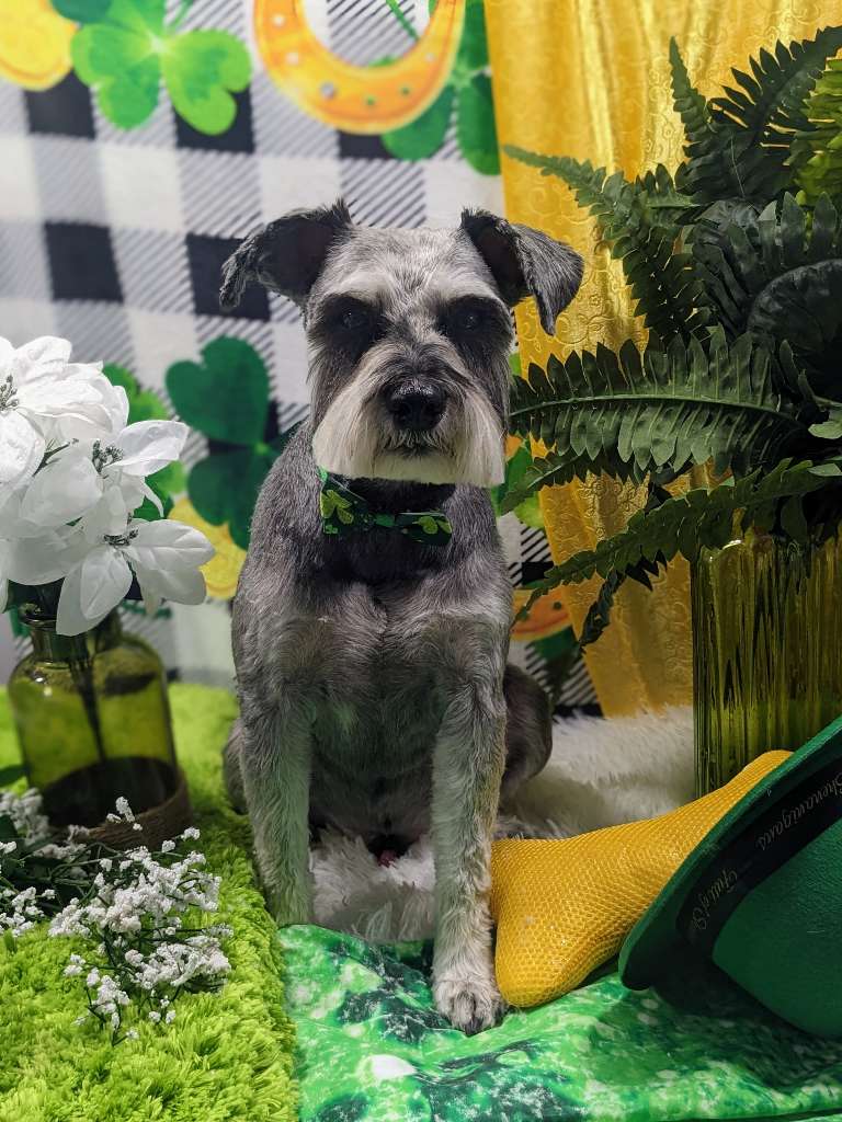 Photo Gallery Backyard Pet Services