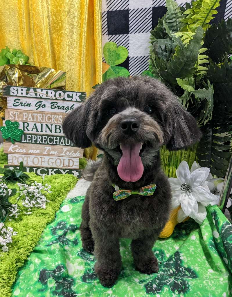 Photo Gallery Backyard Pet Services