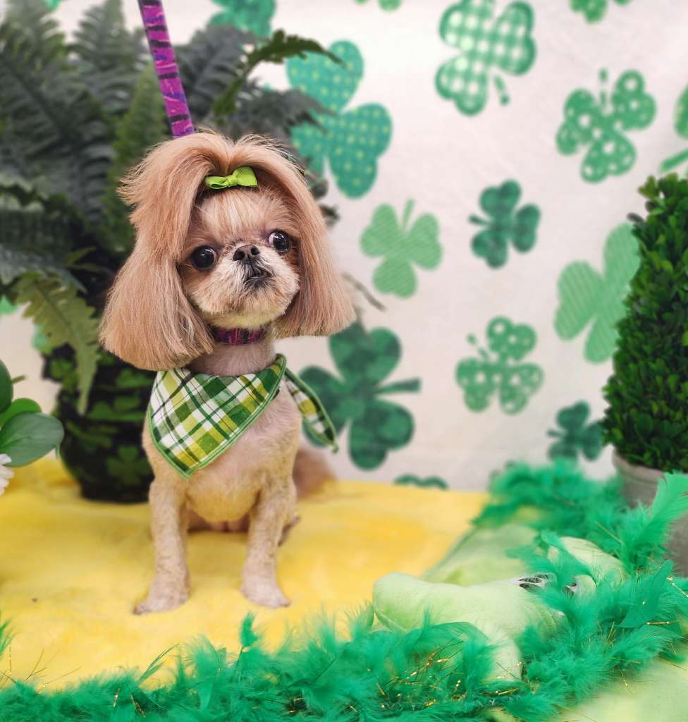 Photo Gallery Backyard Pet Services