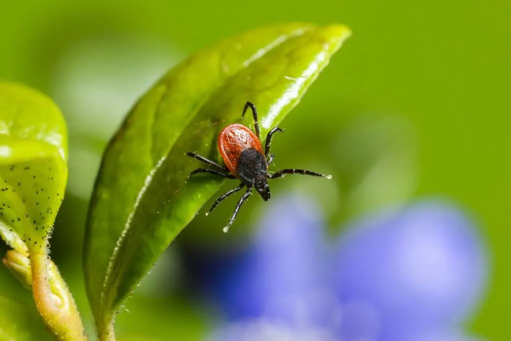 Do Ticks Die In Swimming Pools? How to Keep Them Away From Pools