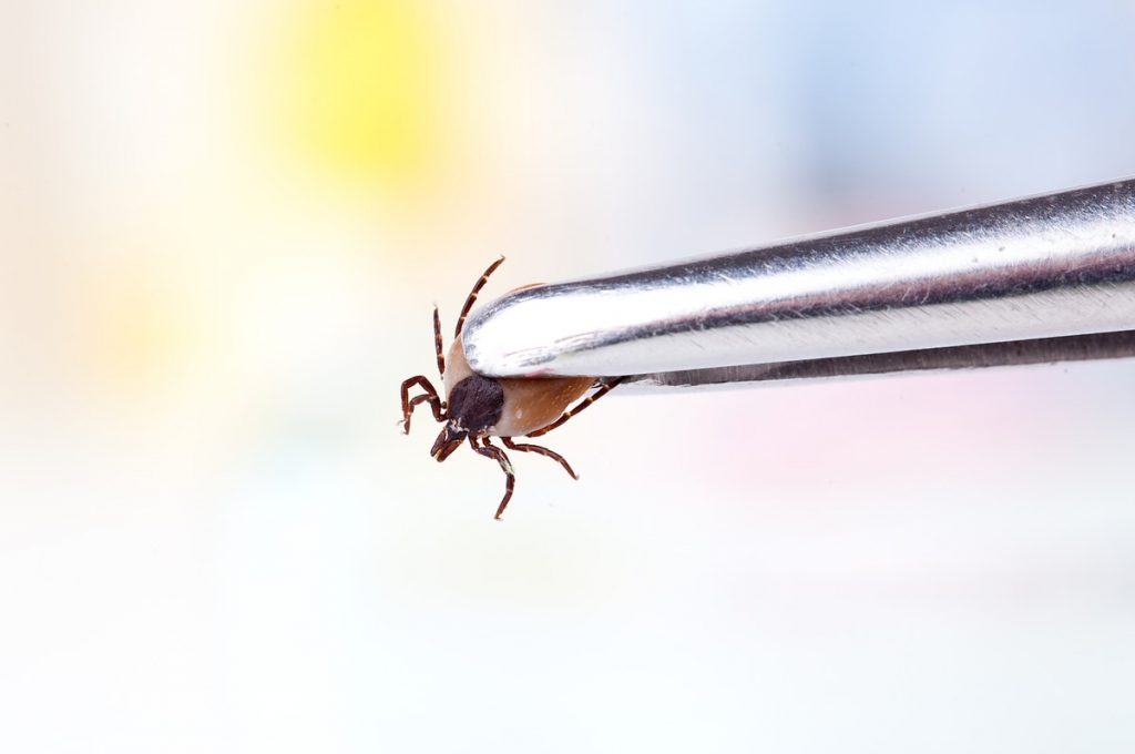 Do Ticks Die In Swimming Pools? How to Keep Them Away From Pools
