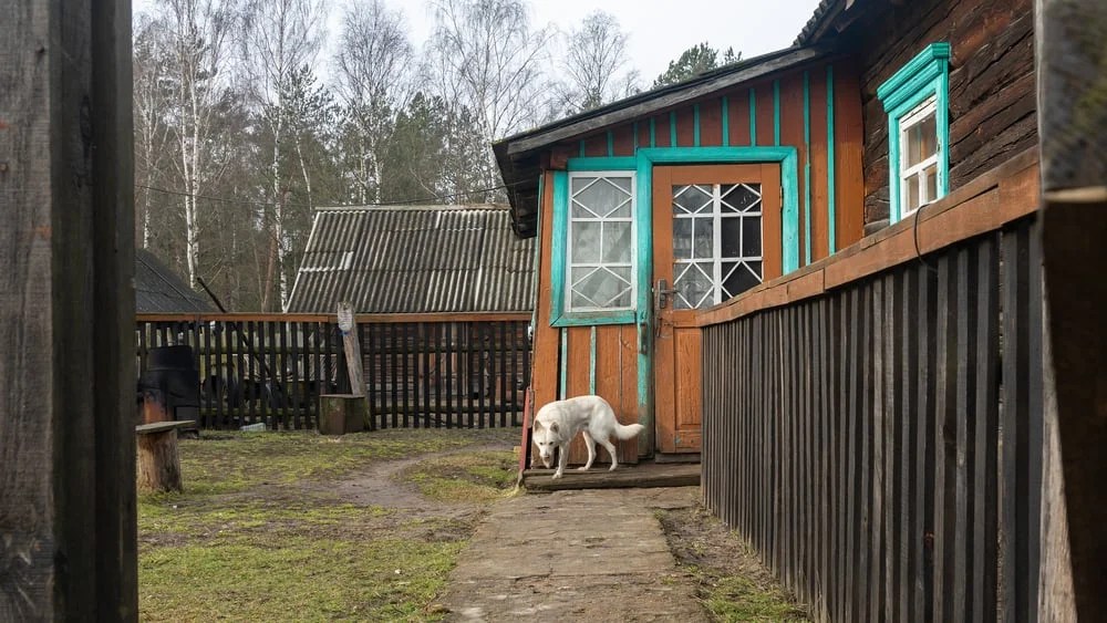 How to Keep Dogs Out of Your Yard