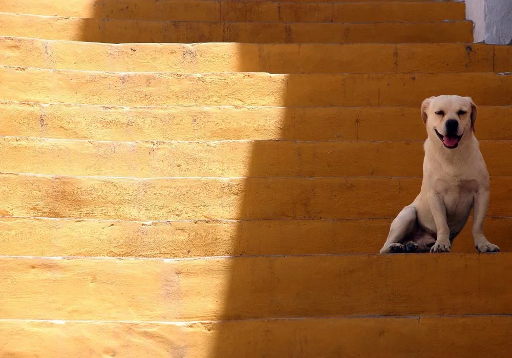 Best Shade for Dogs in Backyard Backyardscape