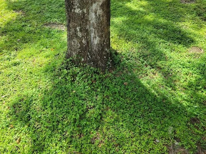 4 Helpful Ways to Landscape Around Exposed Tree Roots