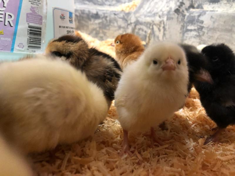 Can Squirrels Attack Chickens? How About Baby Chicks? Backyard Sidekick