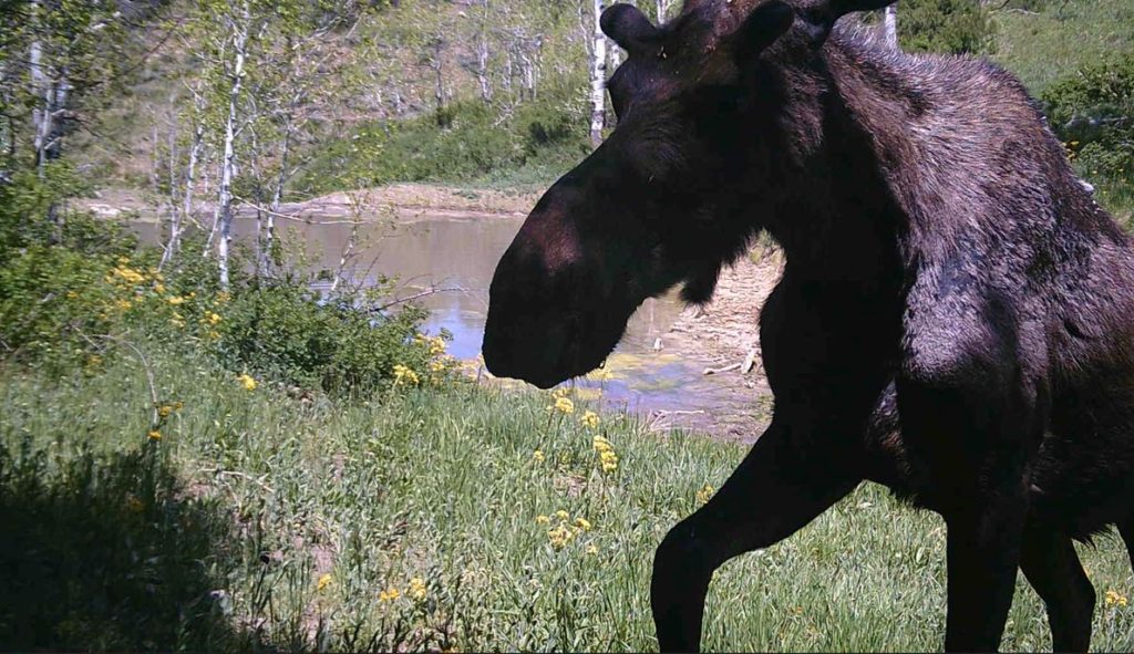 What is a Shiras Moose? Backyard Trail Camera