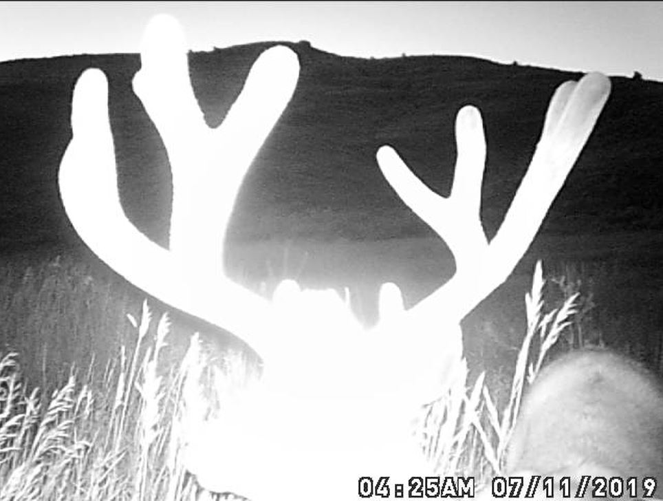Extended Archery Hunts, Utah Backyard Trail Camera