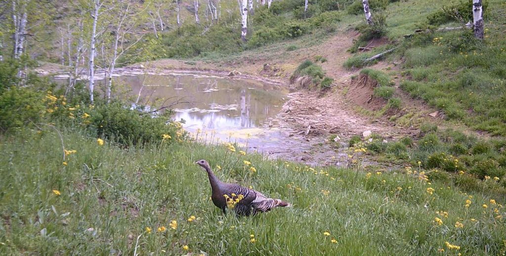 Arizona Electronic Turkey Call Laws Backyard Trail Camera