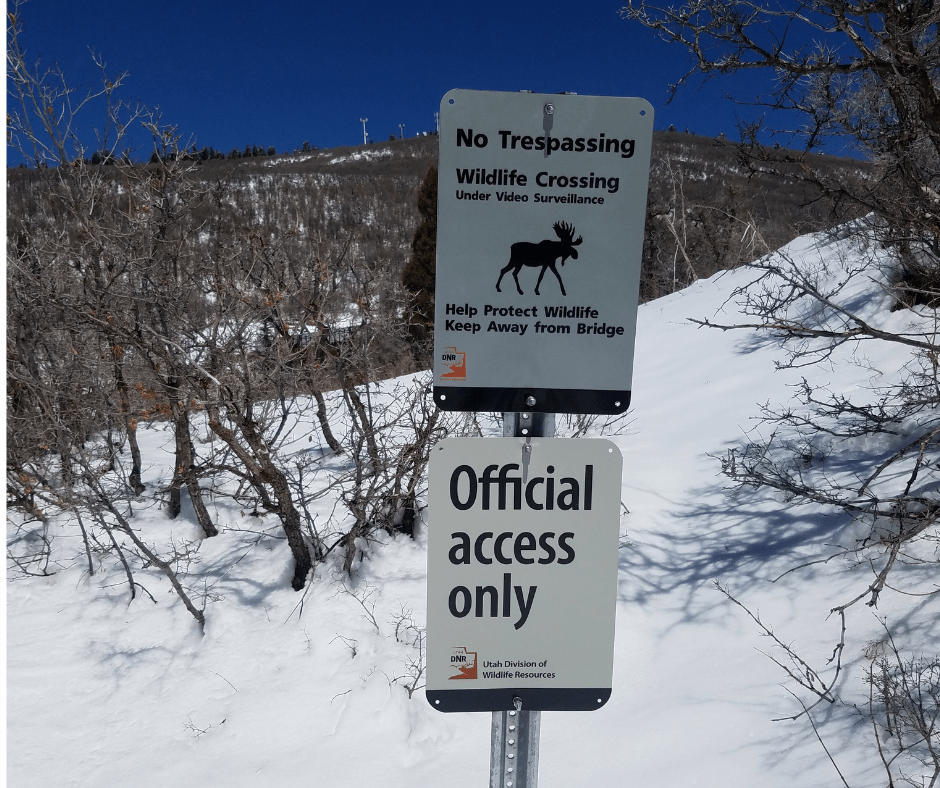 Utah Wildlife Bridge Camera Backyard Trail Camera