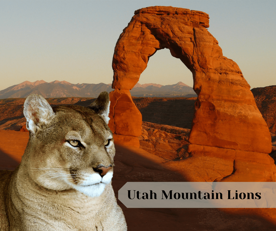 Utah Mountain Lions Backyard Trail Camera