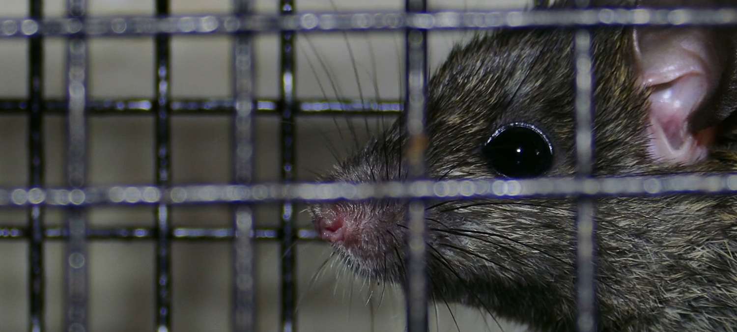 How To Get Rid Of Rats Under A Deck Backyard University