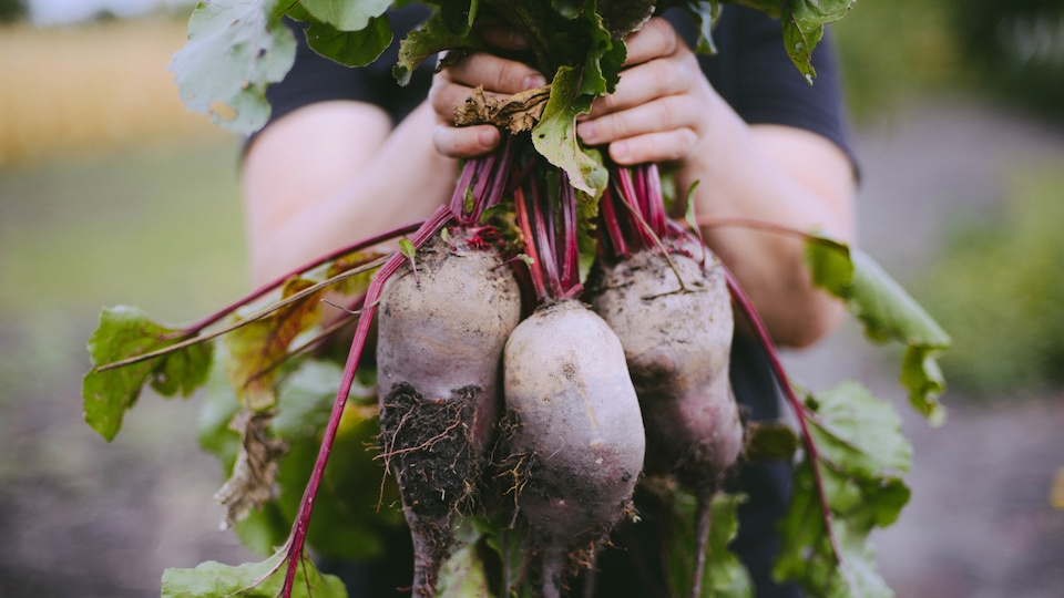 Everything You Need to Know About Growing Big, Beautiful Beets