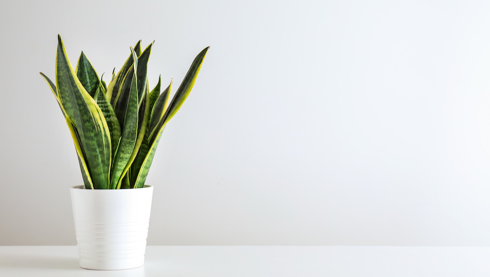 Grow These Plants for Great Skin