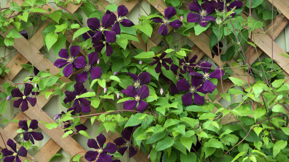 Best Flowering Vines to Grow on a Trellis