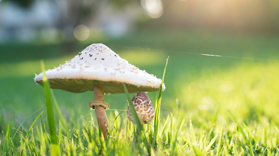 Can I Eat Those Backyard Mushrooms?