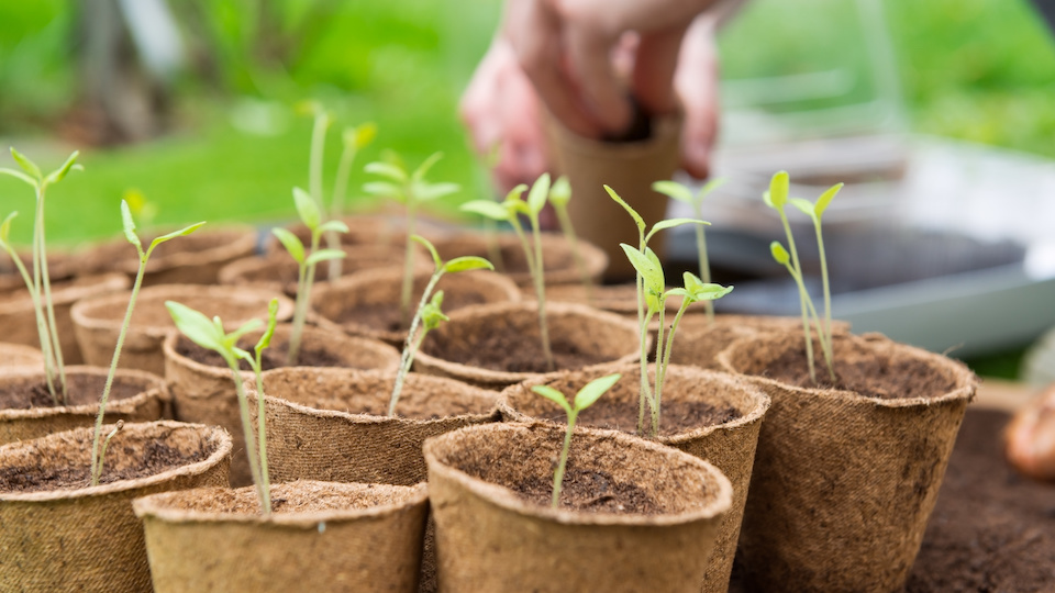 5 Steps to Success When Hardening Off Seedlings for Your Outdoor Garden