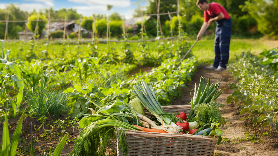 Tips for Homesteading on a HalfAcre
