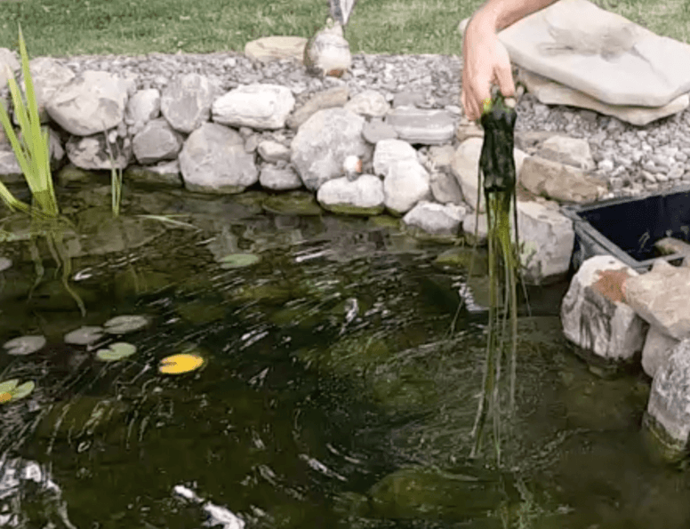 How To Control String Algae Backyard Water Garden