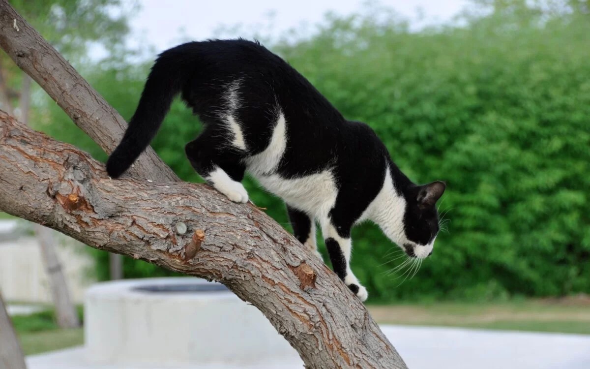 8 Tips to Get Rid Of Feral Cats in Your Backyard BackYardWay