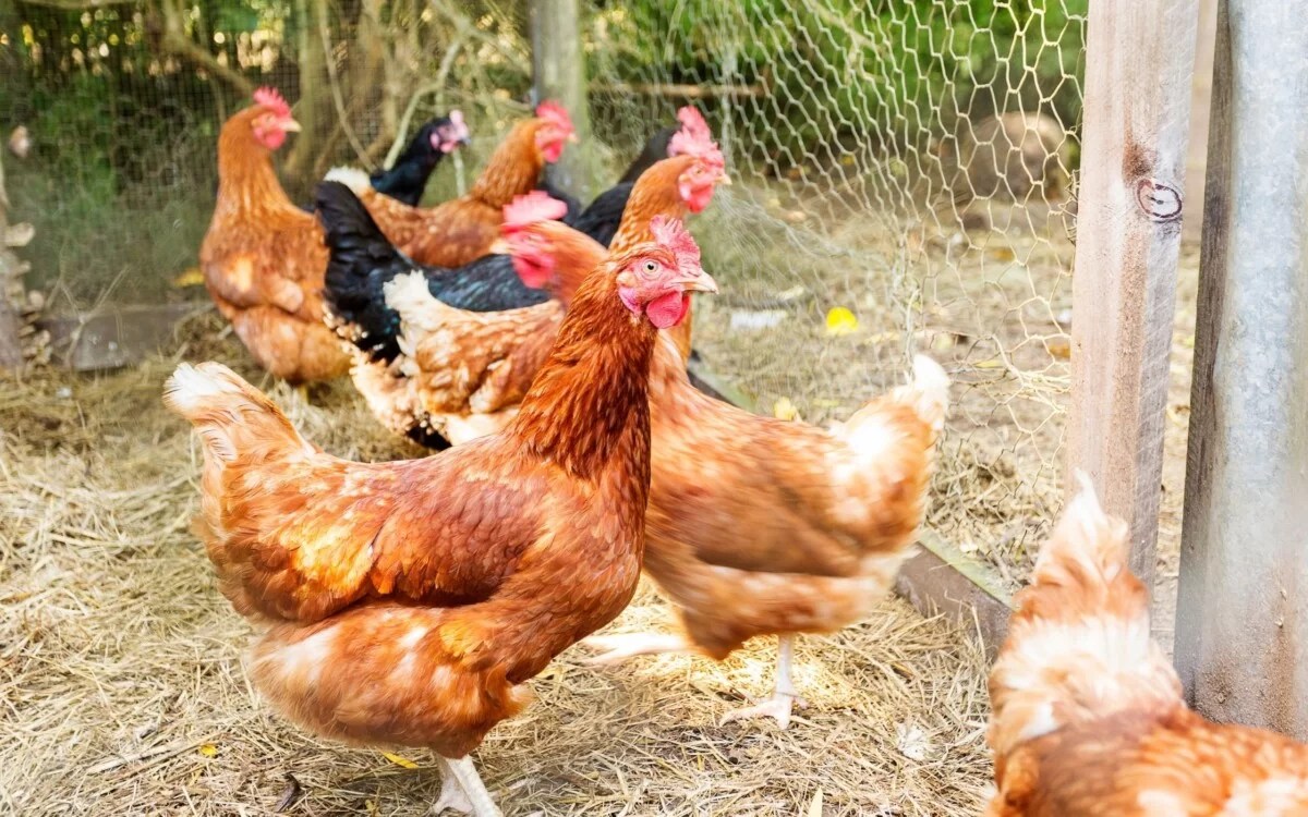 Choosing the Best Chicken Breed for Your Backyard Coop BackYardWay