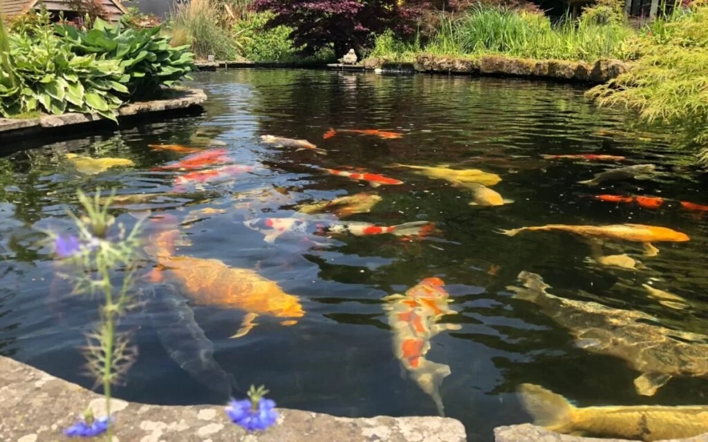 Is Sand Good for a Koi Pond? BackYardWay