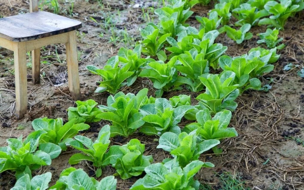 A Guide to Growing Lettuce in Your Backyard BackYardWay