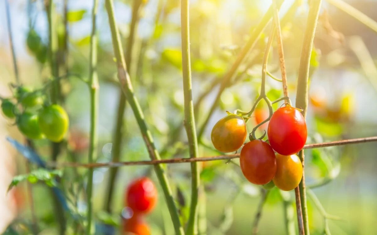 A Guide to Growing Tomatoes in Your Backyard BackYardWay