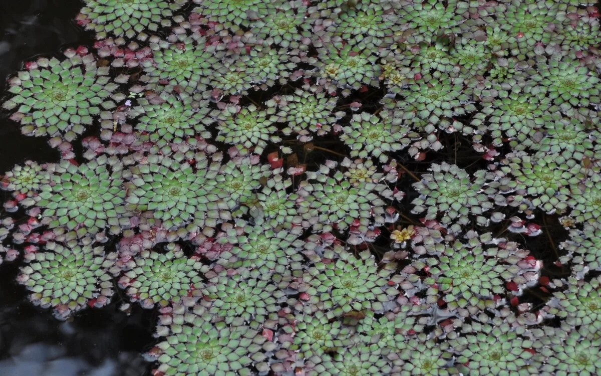 How to Plant and Grow a Mosaic Plant in a Pond BackYardWay