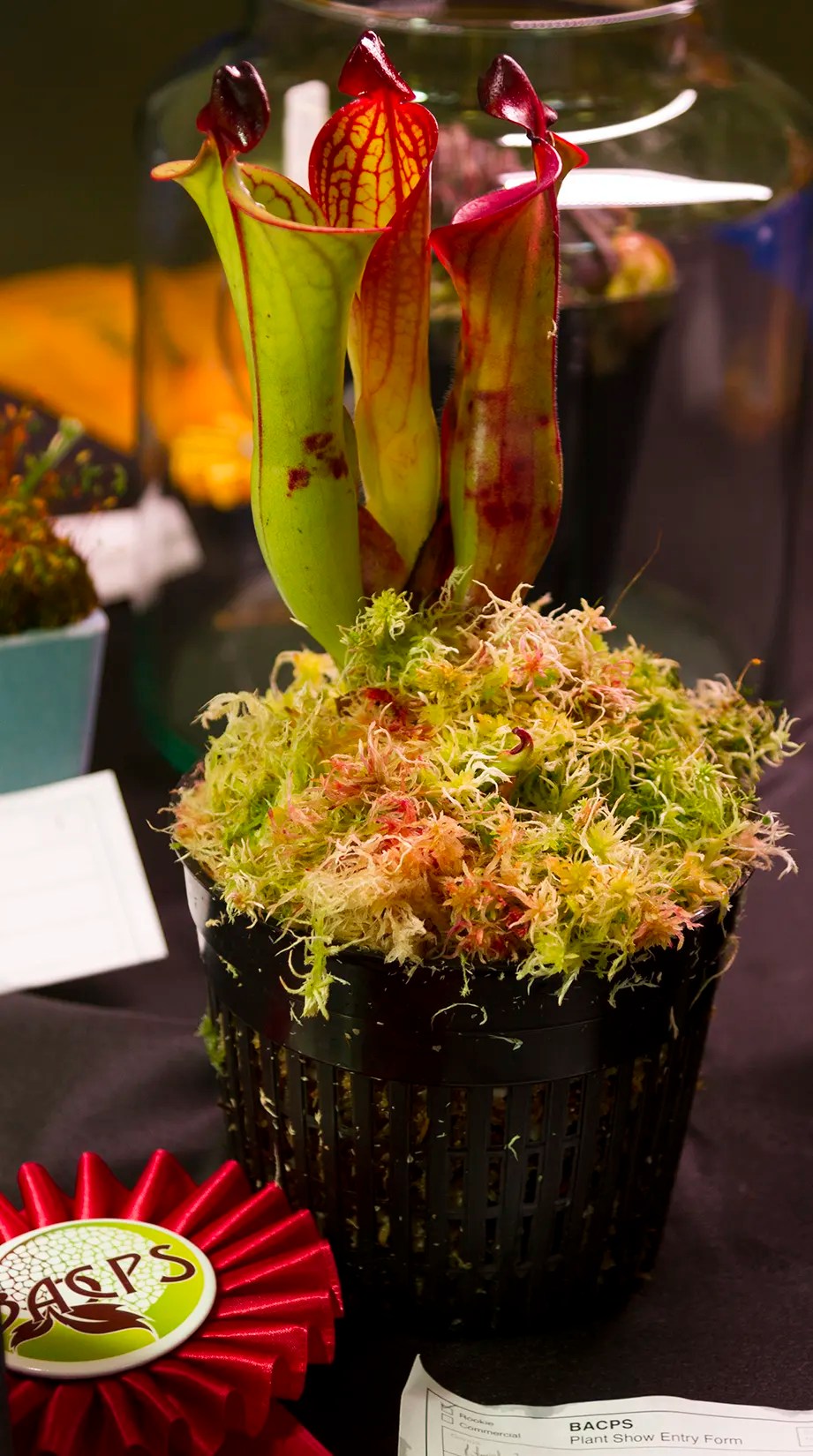 Other 2nd Place Bay Area Carnivorous Plant Society