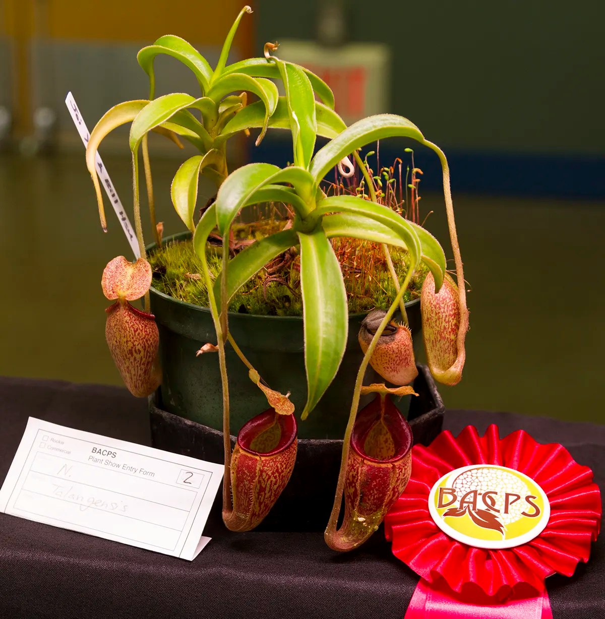 Nepenthes 2nd Place Bay Area Carnivorous Plant Society