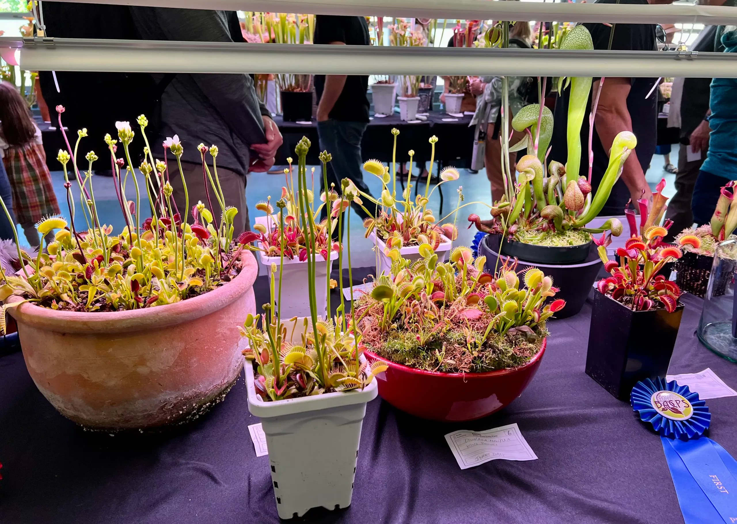 a Member Bay Area Carnivorous Plant Society