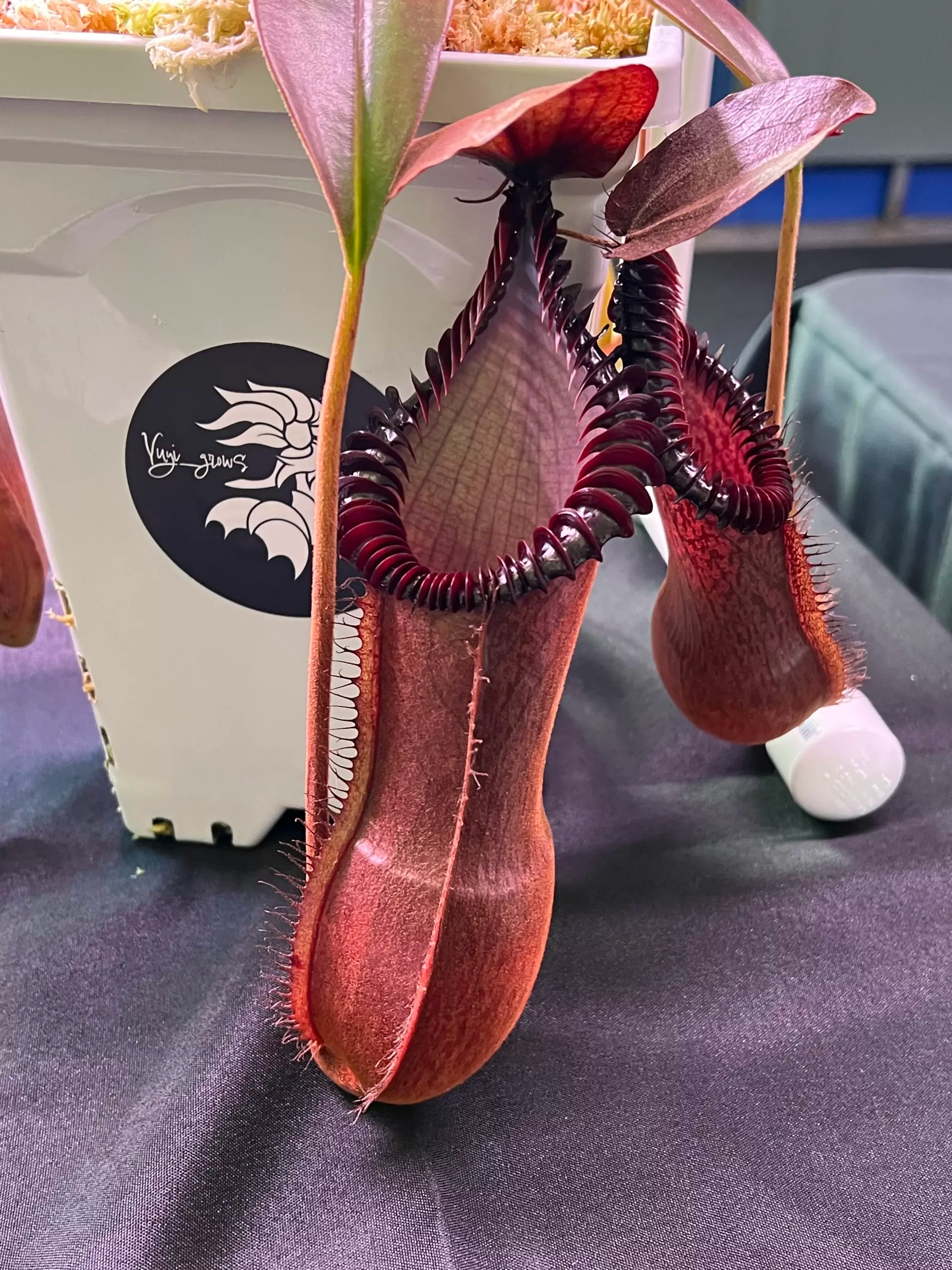 a Member Bay Area Carnivorous Plant Society