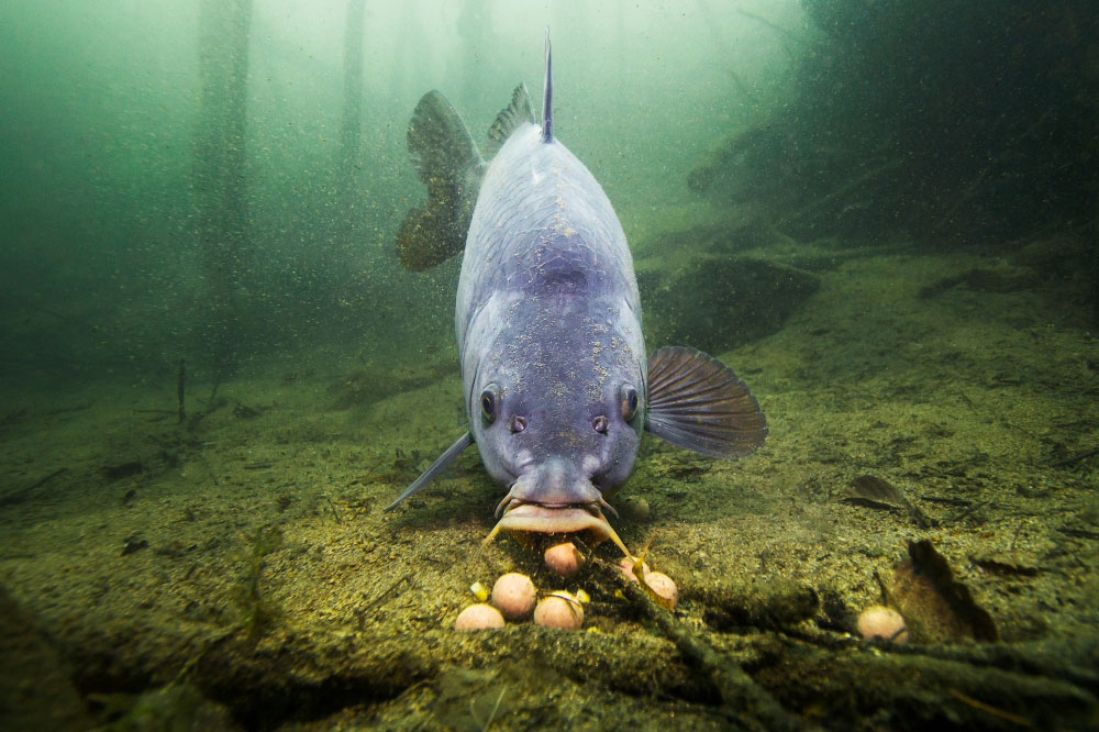 Spring Fishing The Best Carp Fishing Setups BadAngling