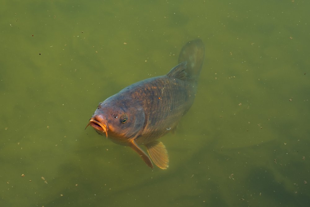 Surface Fishing for Carp Surface Fishing Rods & More BadAngling