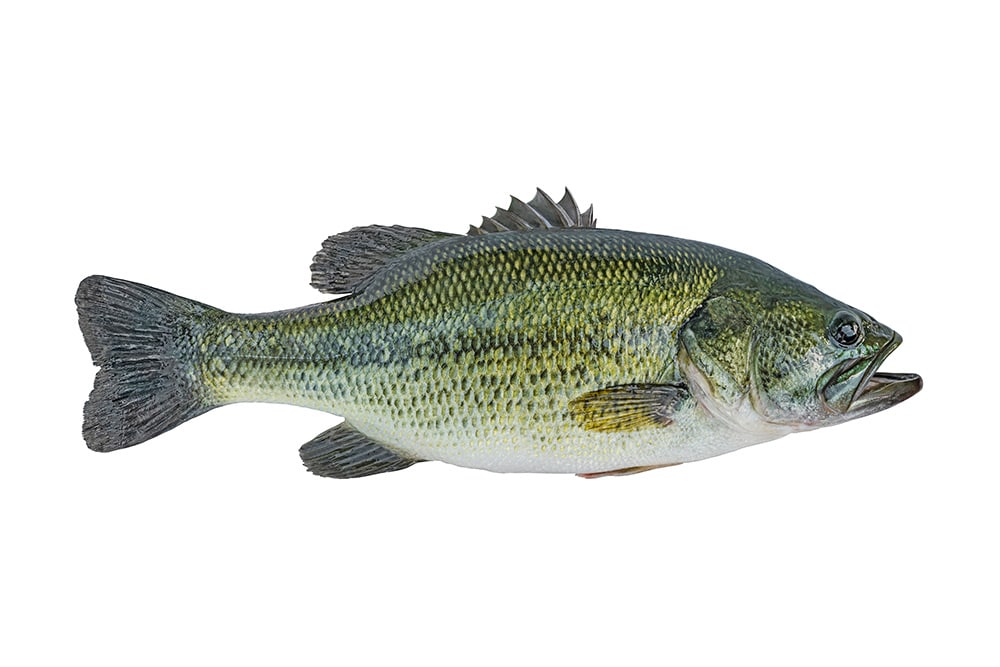 Largemouth Bass Fish Species Guide BadAngling