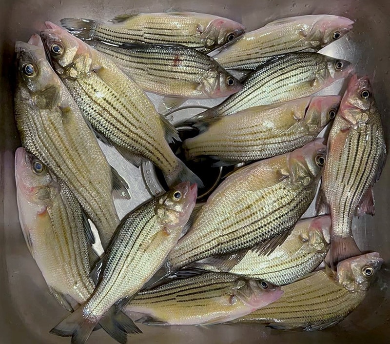 Yellow Bass Fish Species Guide BadAngling