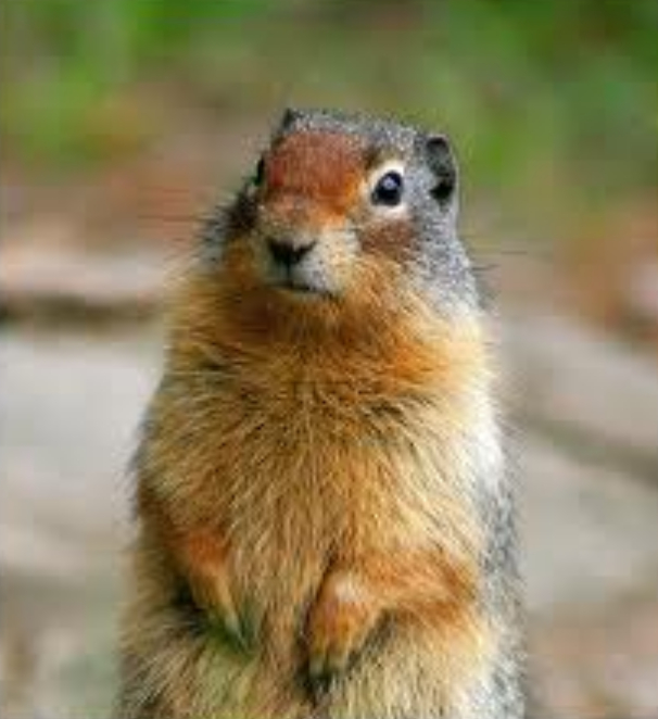 Groundhog Day Again Bad Beekeeping Blog