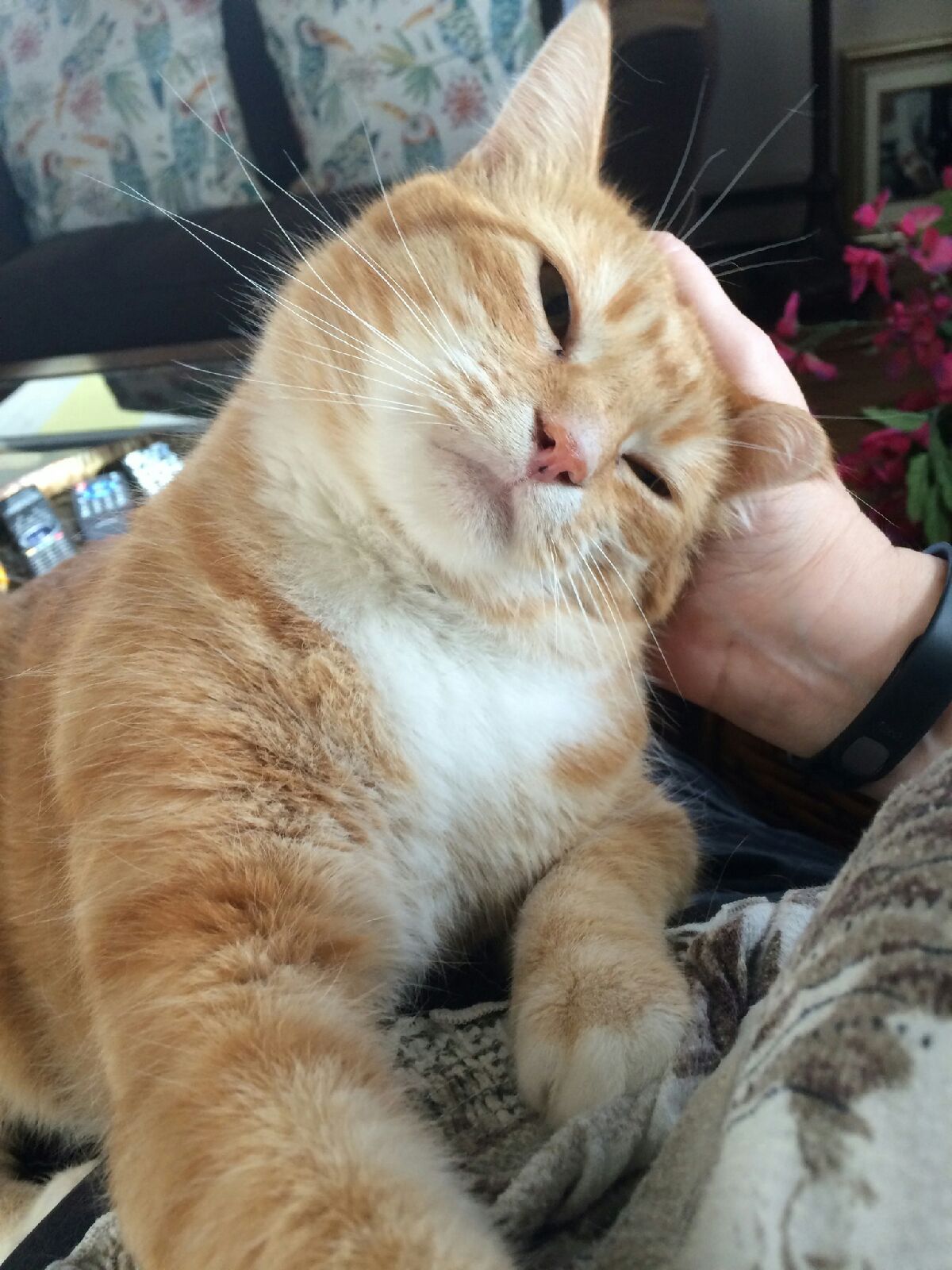 Chris the Traitor Bad Cat Chris