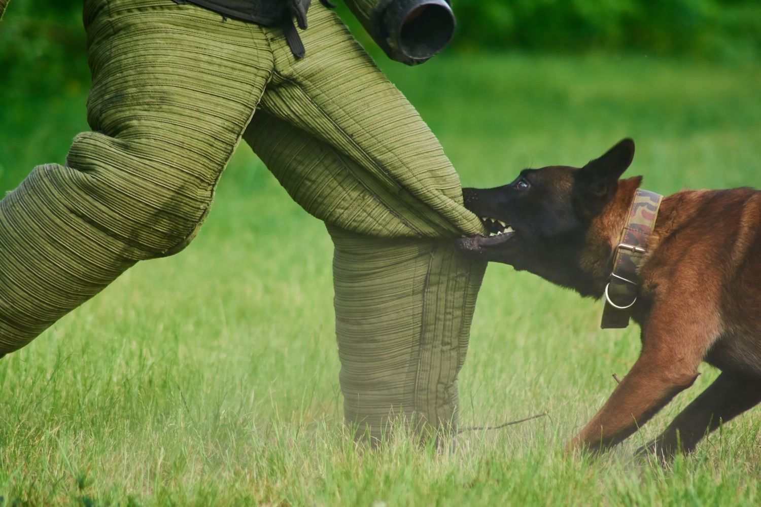 Atlanta Dog Bite Lawyers Bader Scott Injury Lawyers