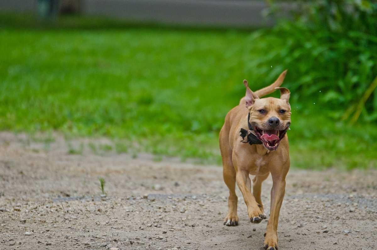 Madison ordinance looks to cut back pit bull breeding in city The