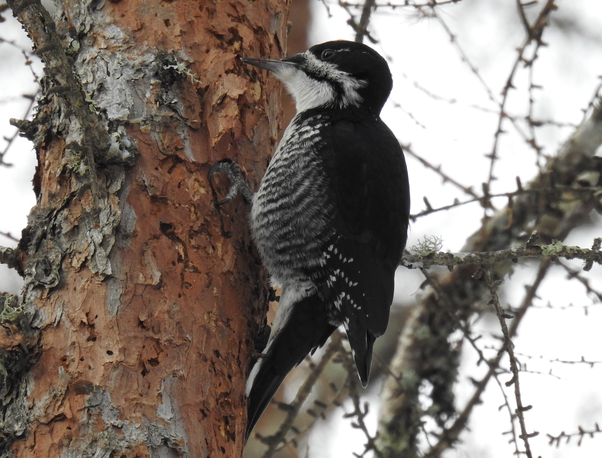 Woodpeckers of Wisconsin (8 Species to Know) Badgerland Birding