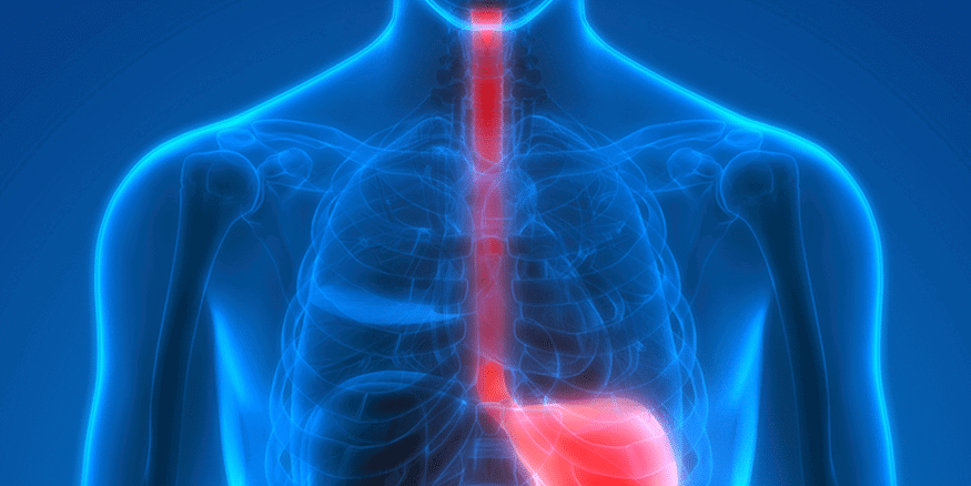 The Unassuming Wonders of the Esophagus | Gastrointestinal Society