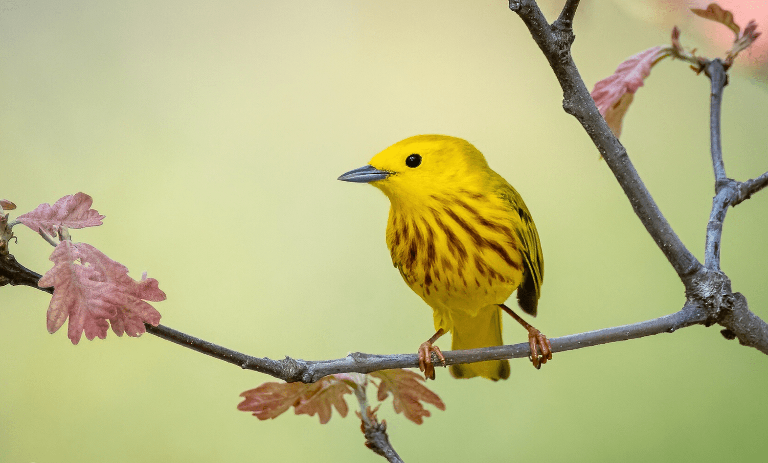 Home Barrington Area Digital Photo Gallery