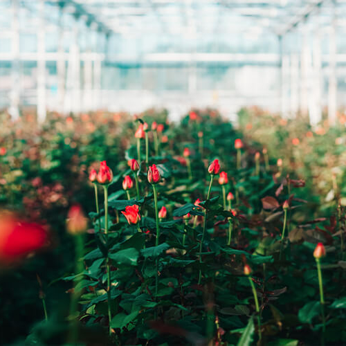 Foliage for Bundaberg & Beyond BAFFA